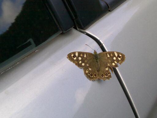  Butterfly or a Pretty Moth 